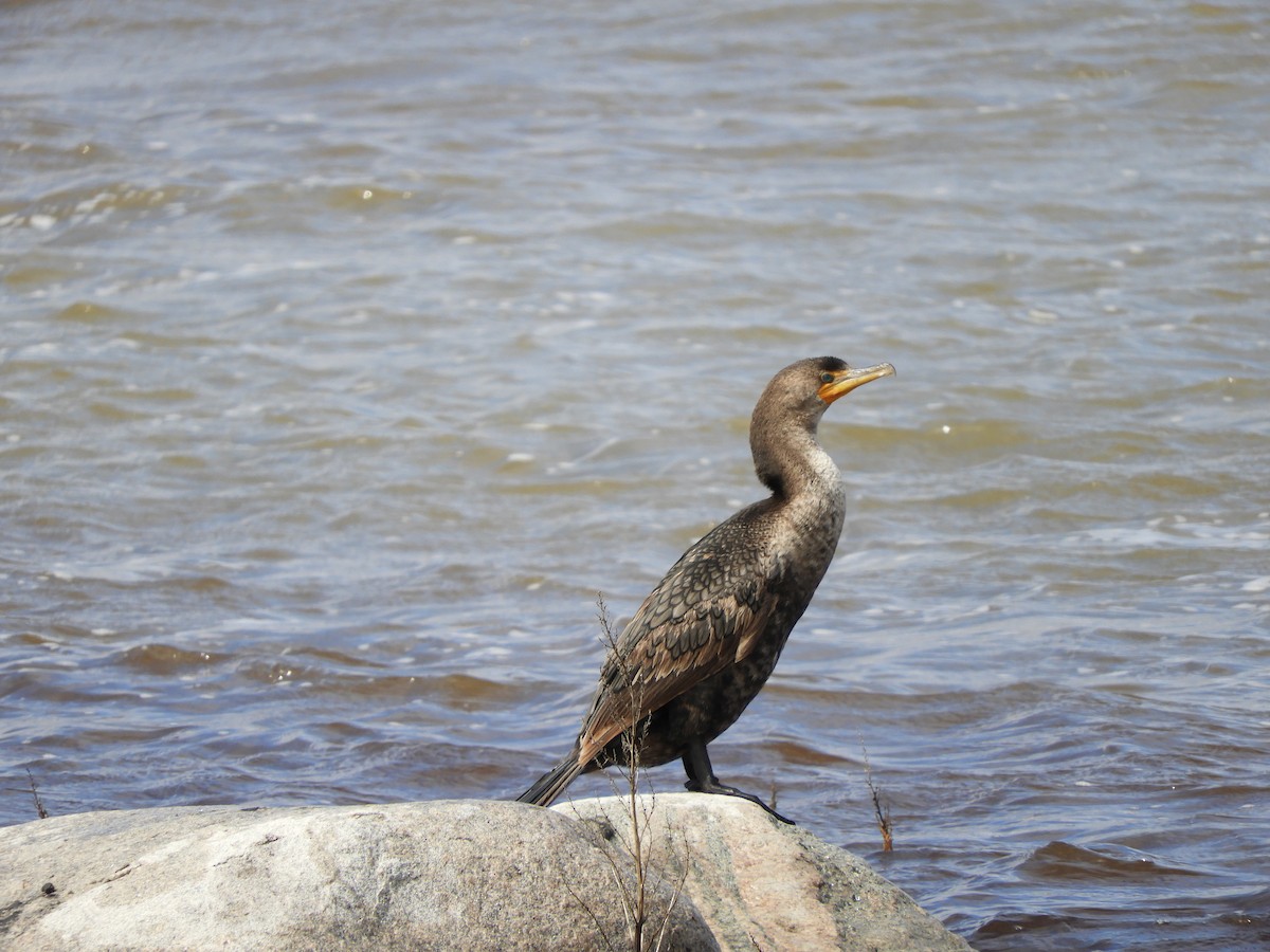 Double-crested Cormorant - Betsy Thorsteinson