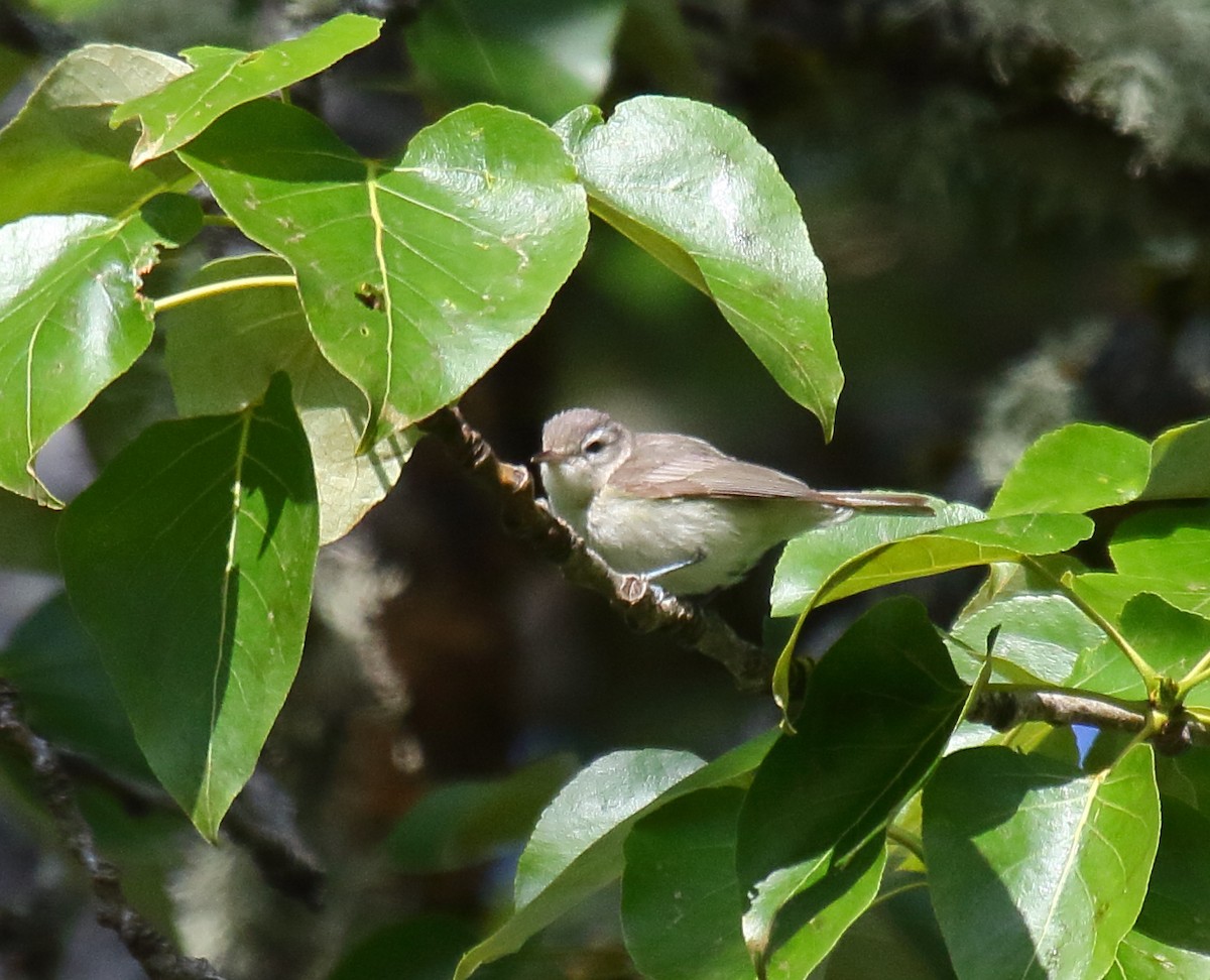 Warbling Vireo - Greg Gillson