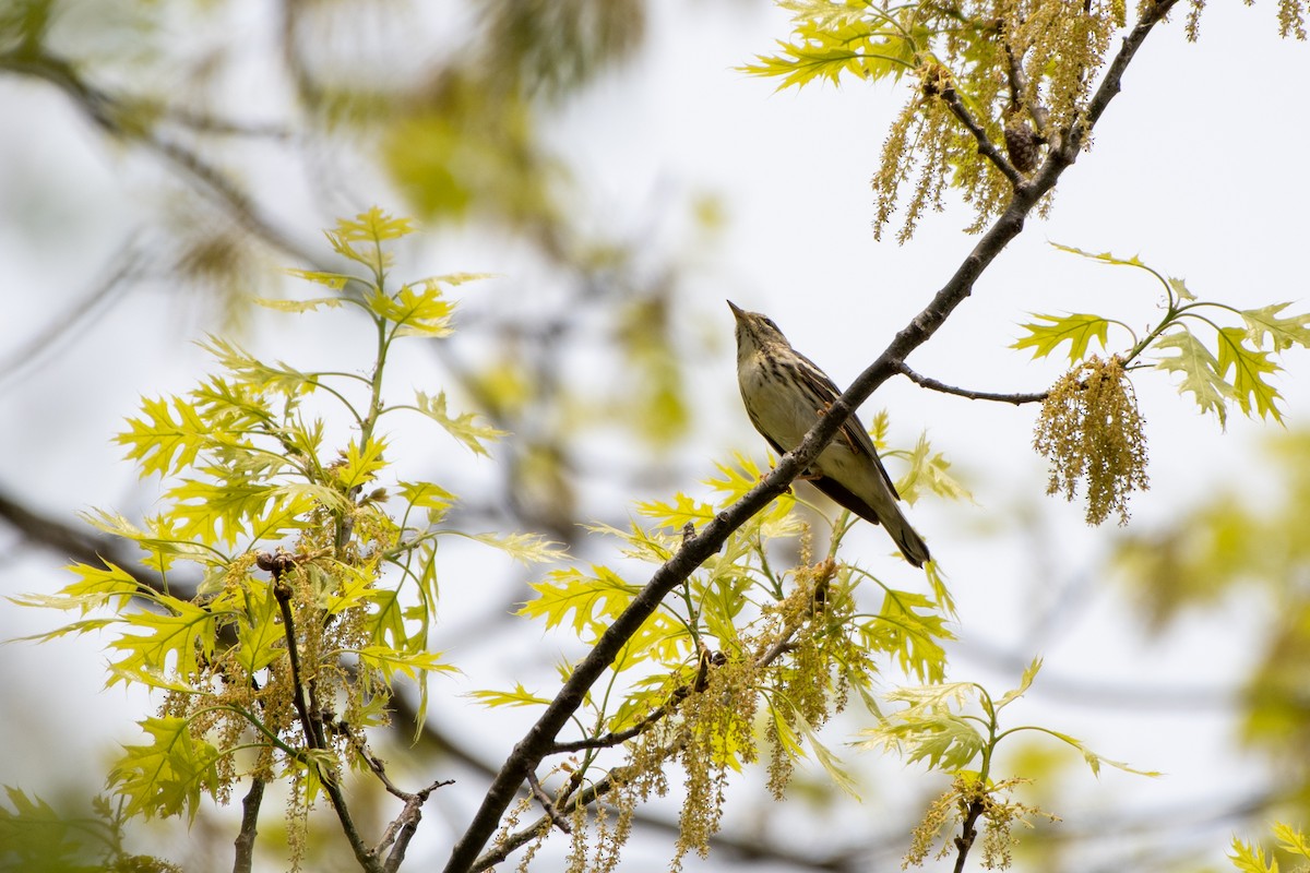 Blackpoll Warbler - ML450065521