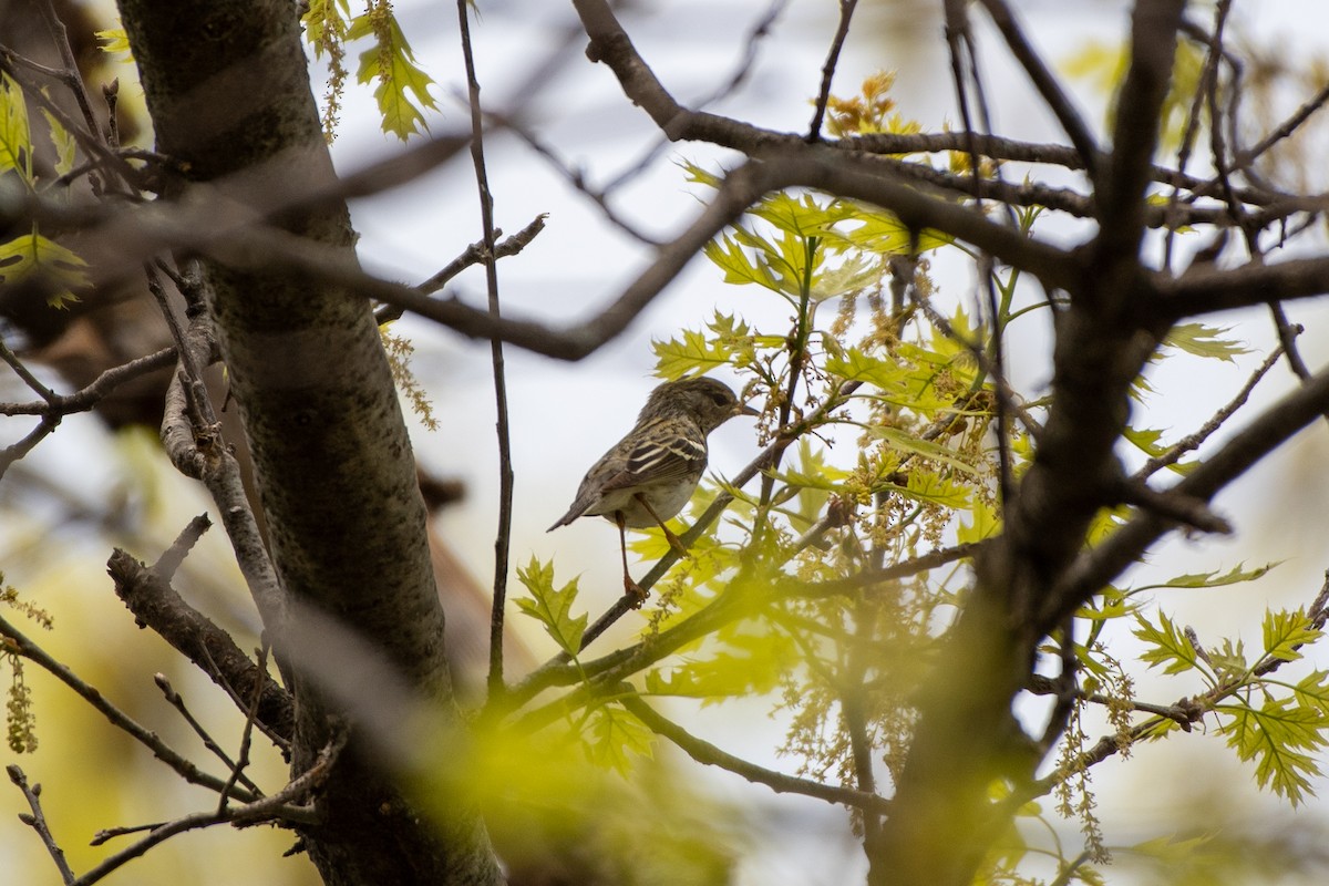 Blackpoll Warbler - ML450065531