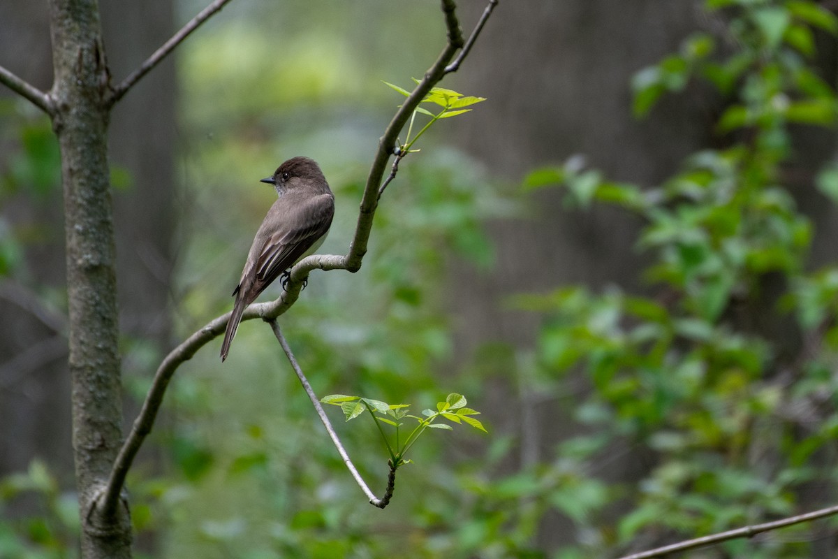 Eastern Phoebe - ML450065561