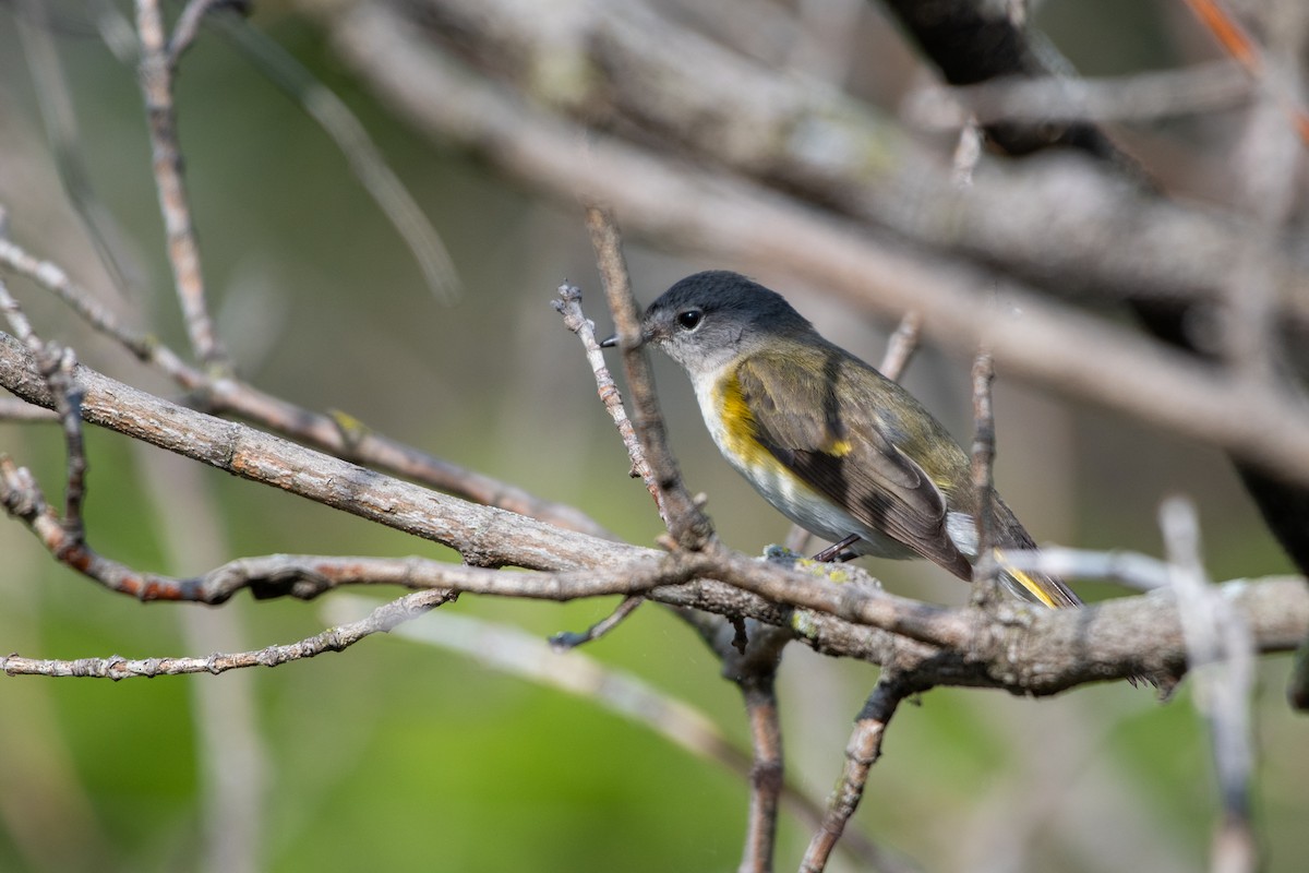 American Redstart - ML450065591