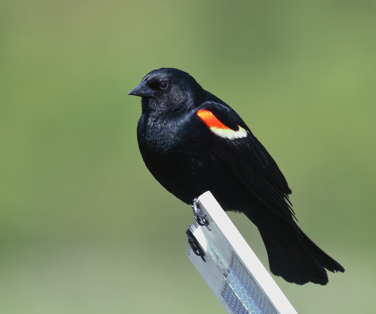 Red-winged Blackbird - ML450065901