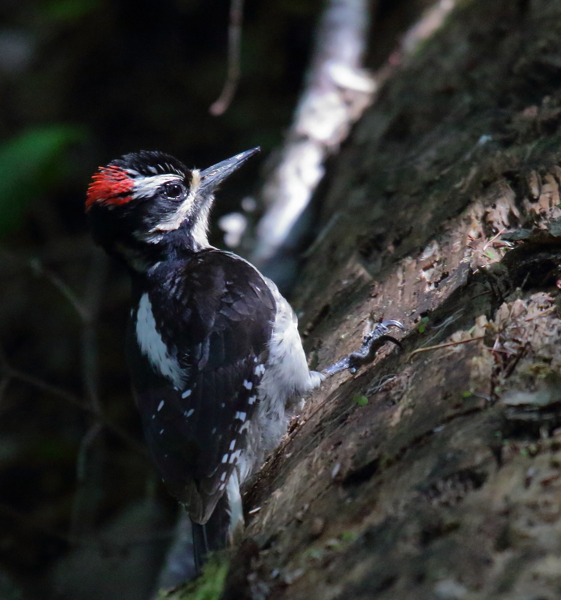 Hairy Woodpecker - ML450066671