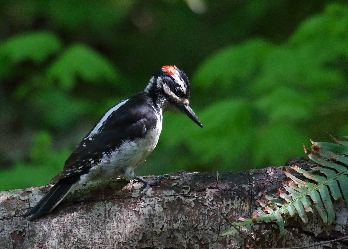 Hairy Woodpecker - ML450066741