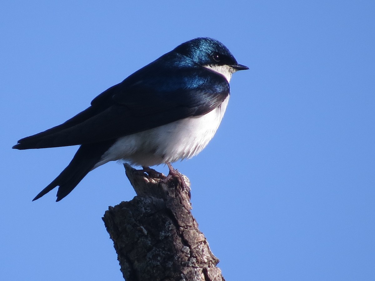 Tree Swallow - Vincent Maglio