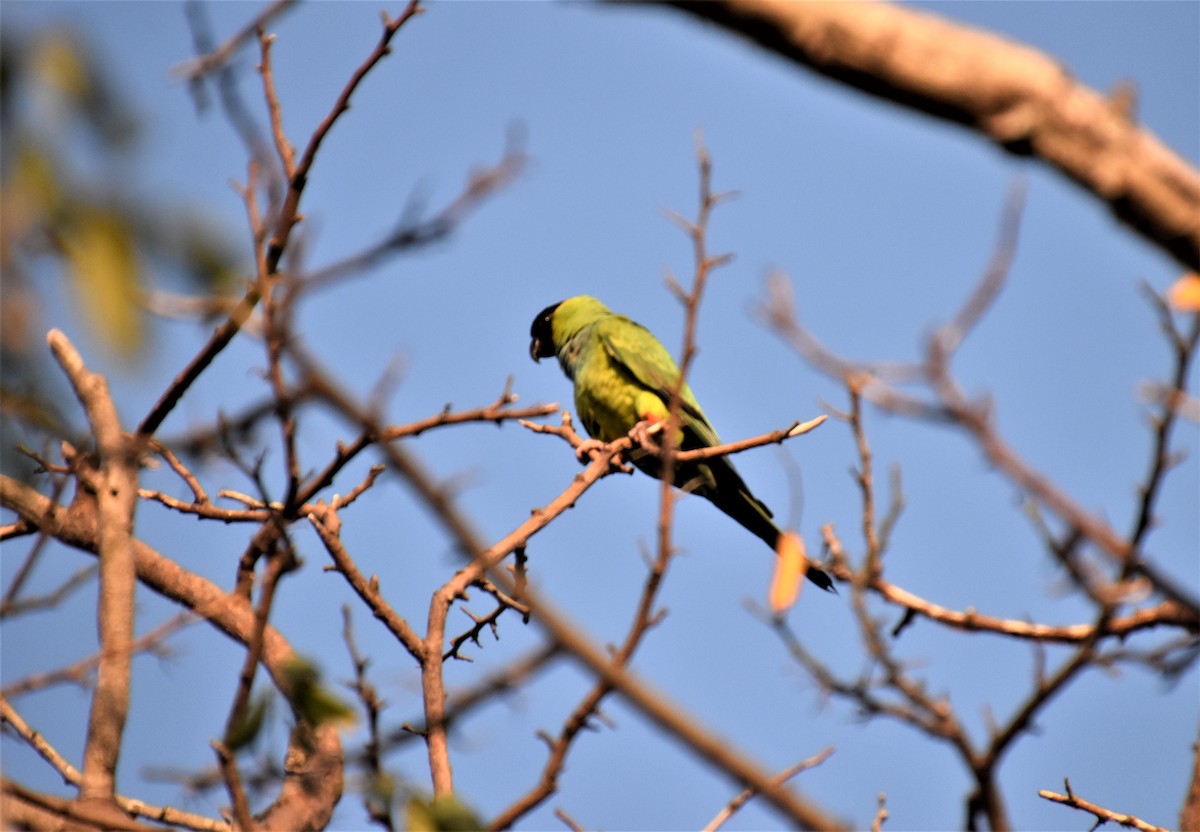 クロガミインコ - ML450067671