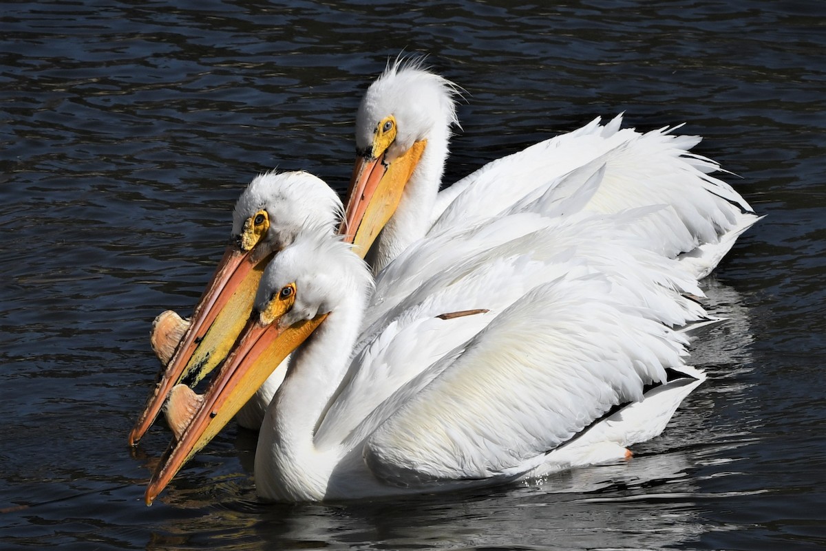 American White Pelican - Gaylene Lazar