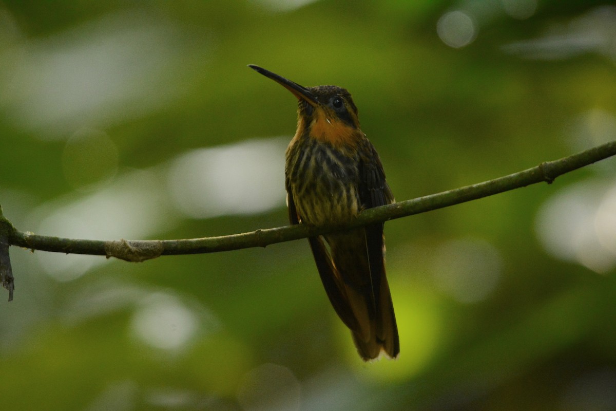 kolibřík pilozobý - ML450069721