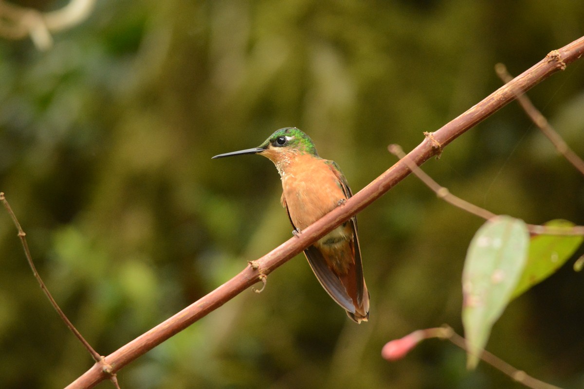 kolibřík brazilský - ML450069921