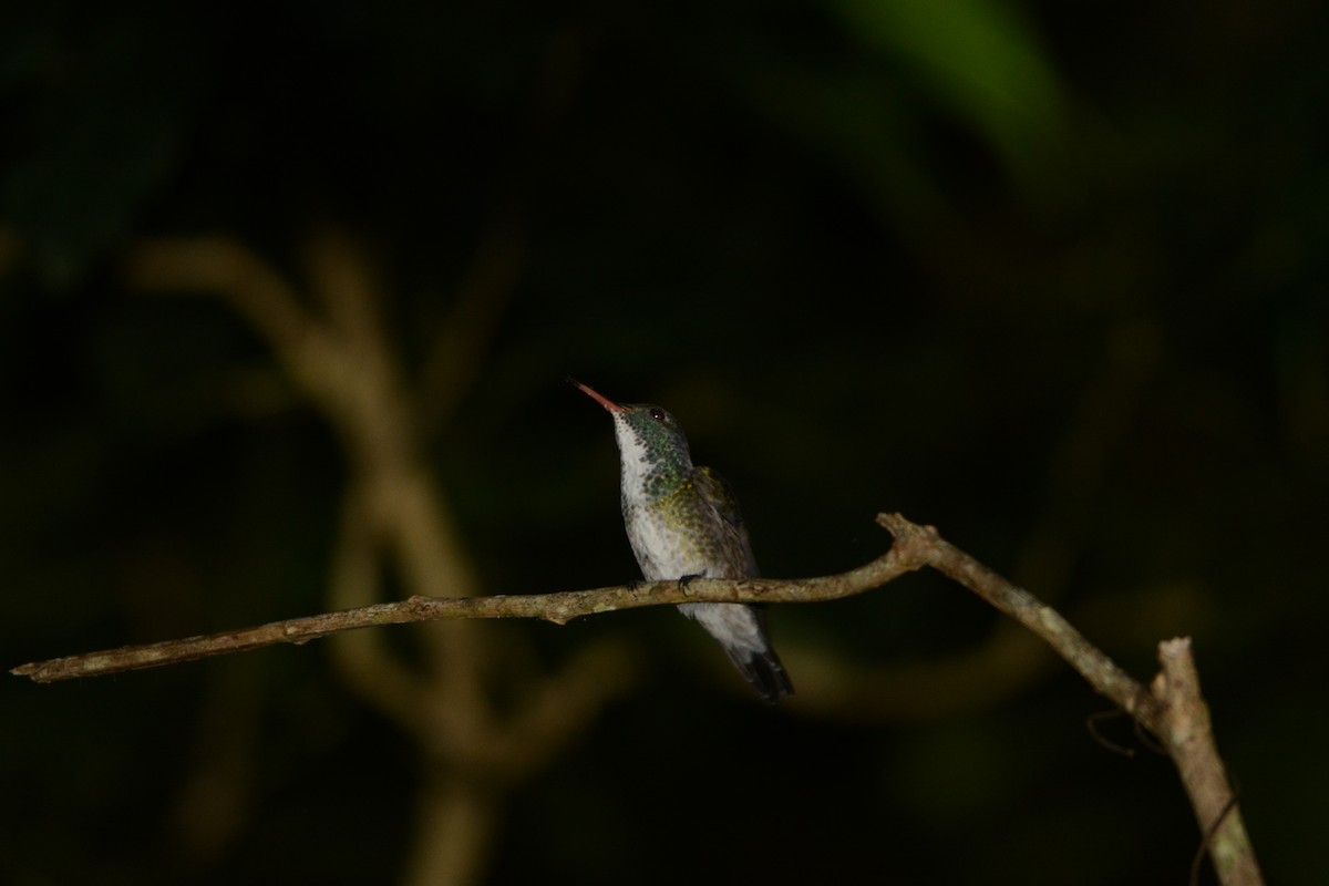 kolibřík pestrý - ML450070041
