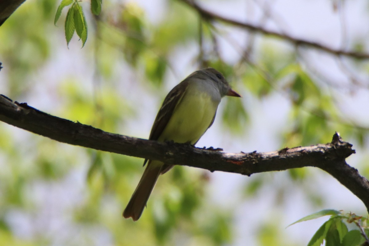 Great Crested Flycatcher - ML450071931