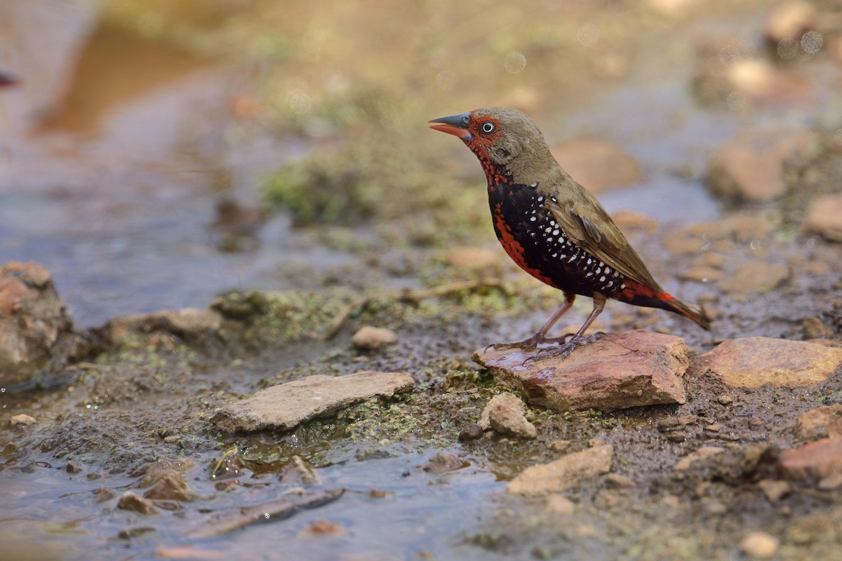 Painted Firetail - ML450072201