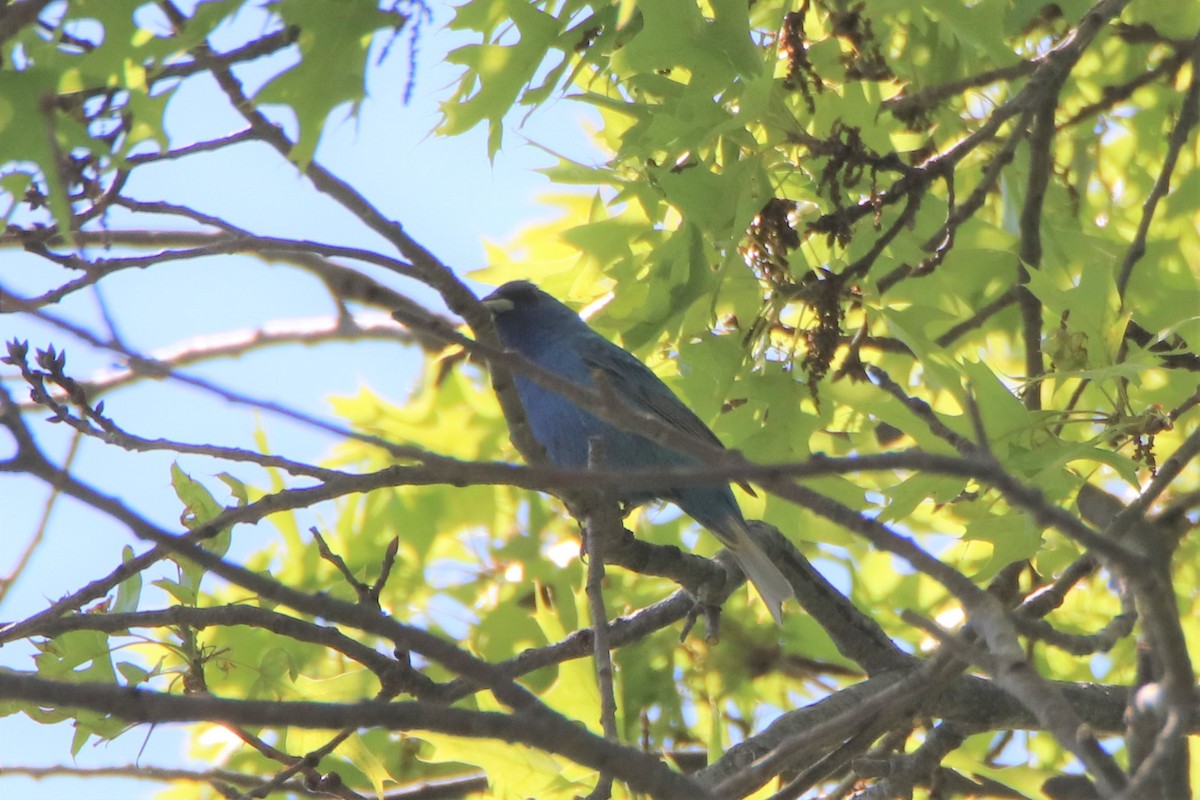 Indigo Bunting - ML450072301