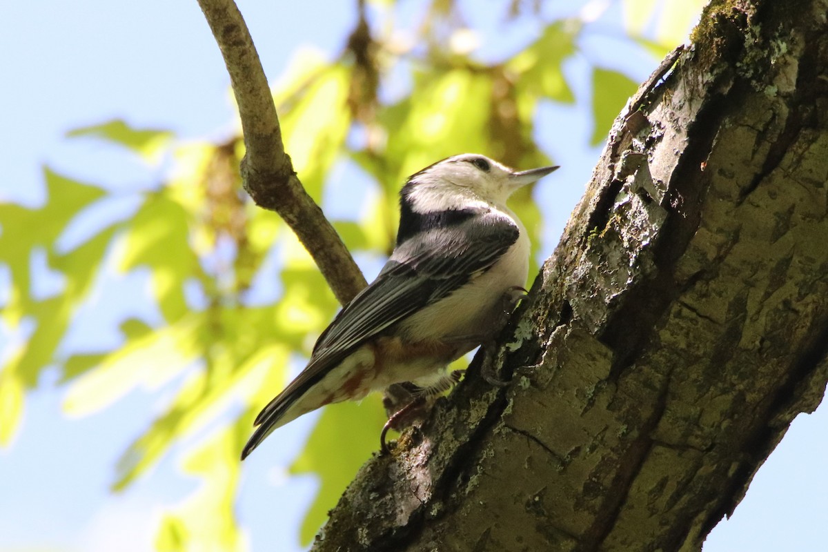 White-breasted Nuthatch - ML450072671