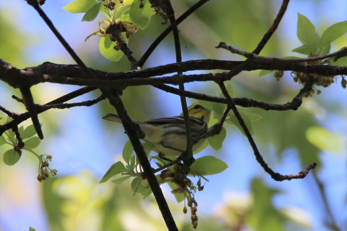Black-throated Green Warbler - ML450072801