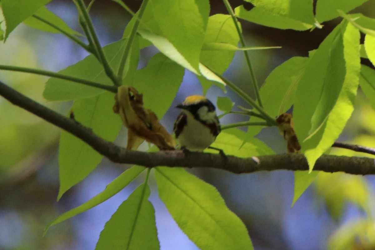 Chestnut-sided Warbler - ML450072921