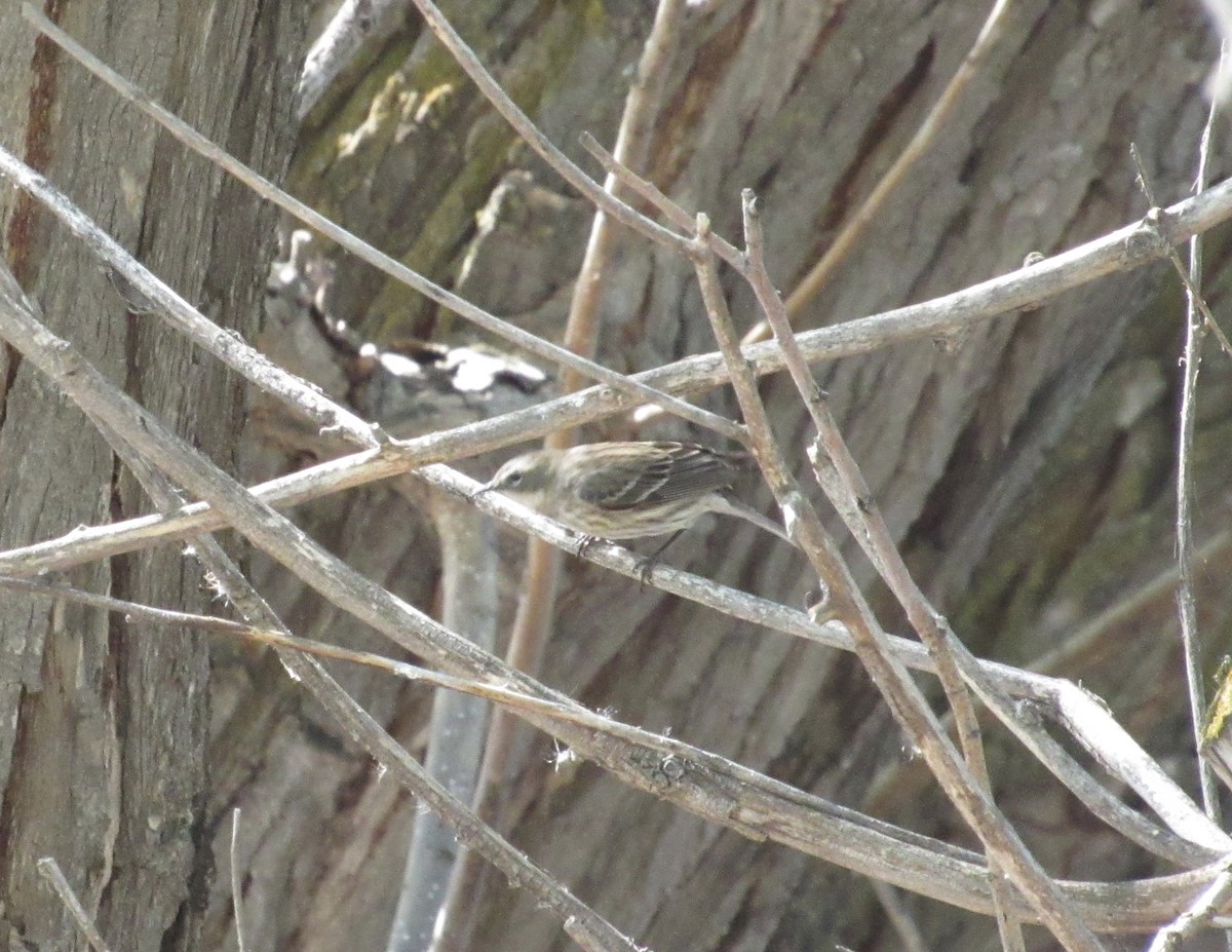 Yellow-rumped Warbler (Myrtle) - ML450073071