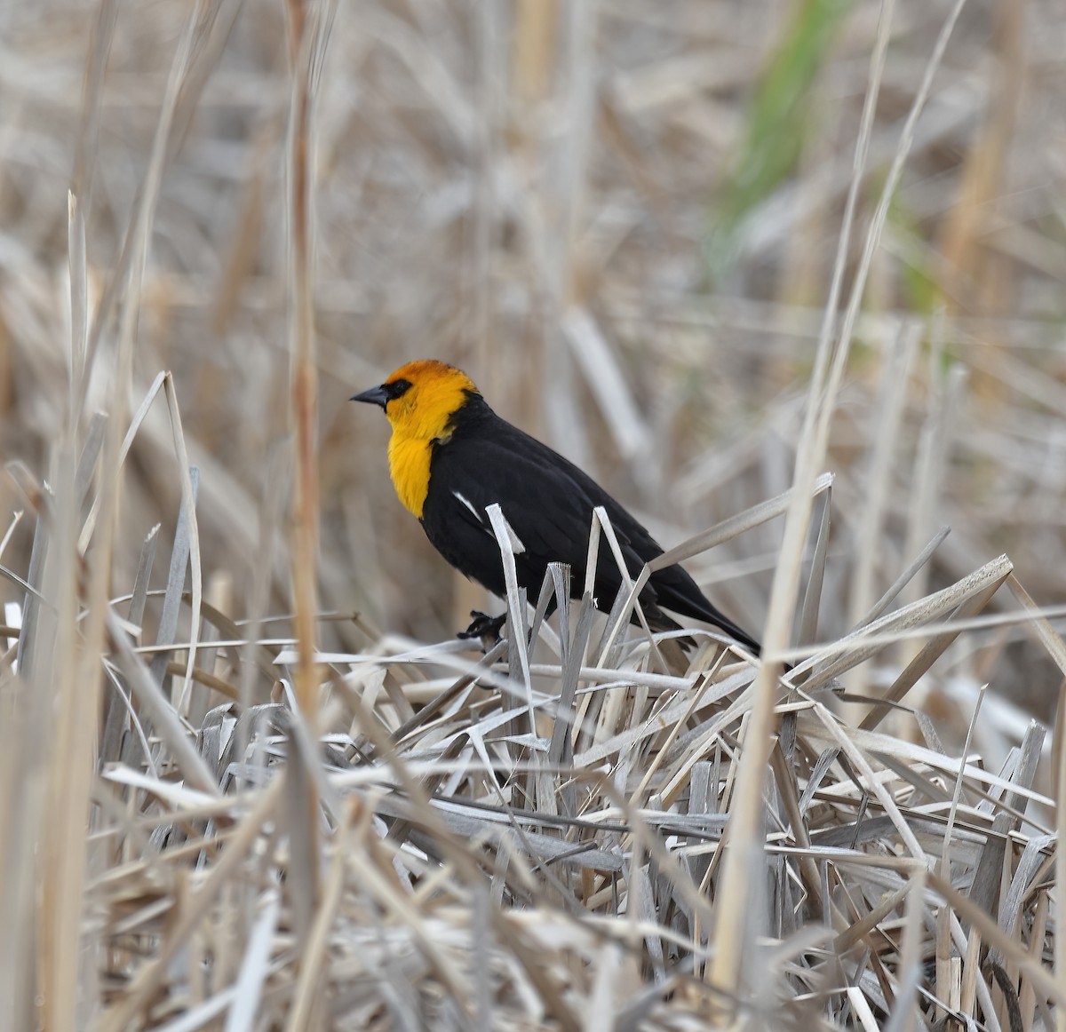 Yellow-headed Blackbird - Doug Hogg