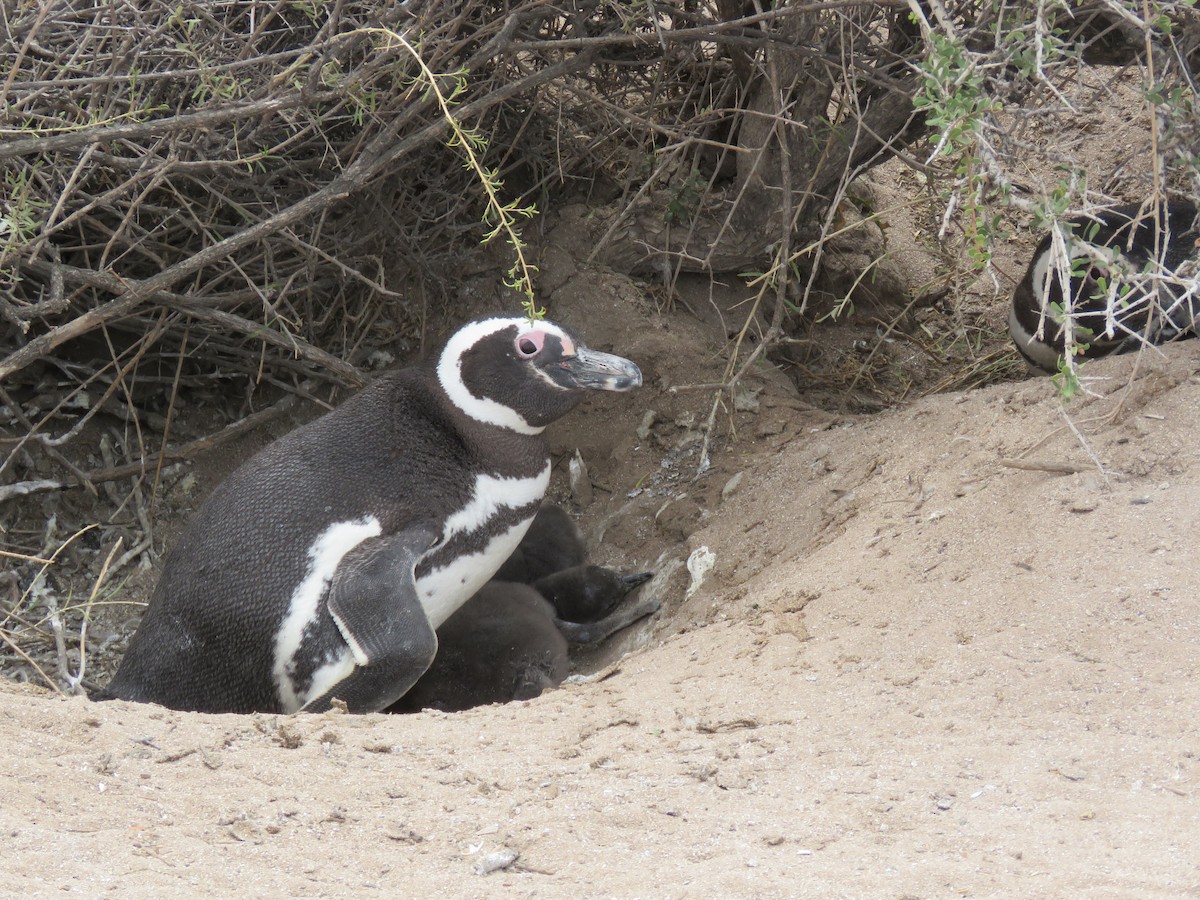 Magellanic Penguin - Hernán Pastore