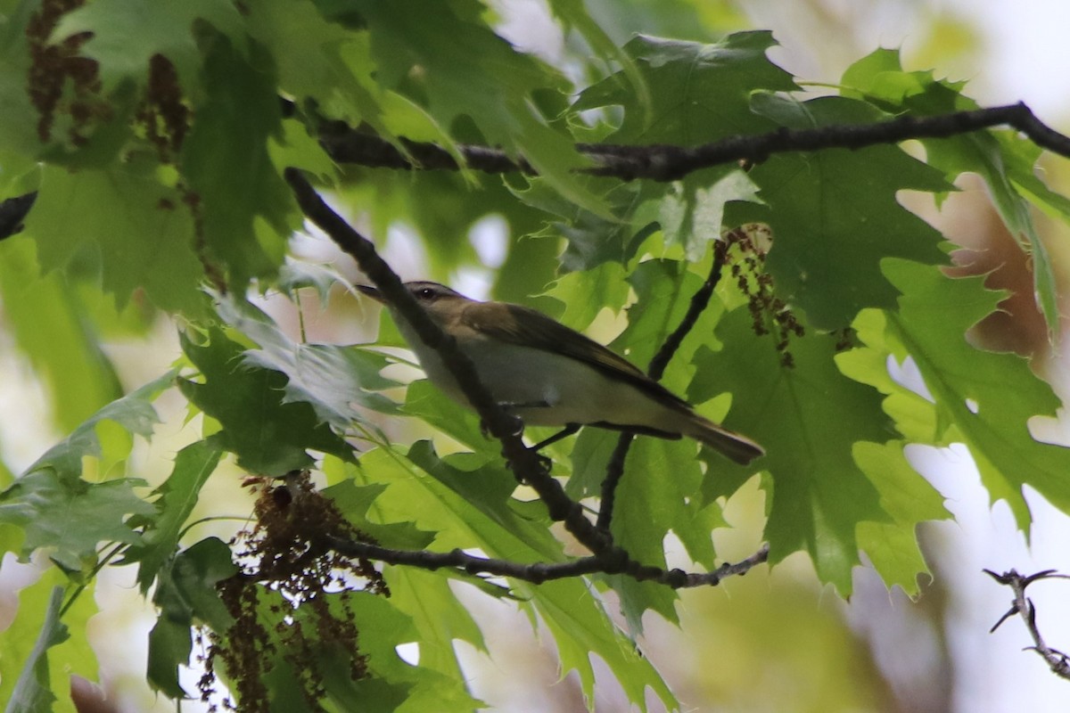 Red-eyed Vireo - ML450073321