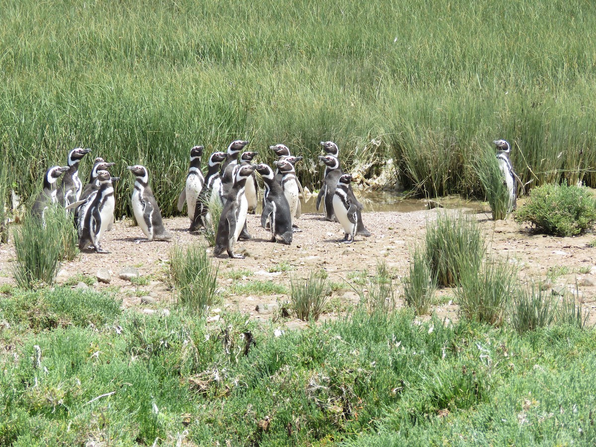 Magellanic Penguin - ML450073461