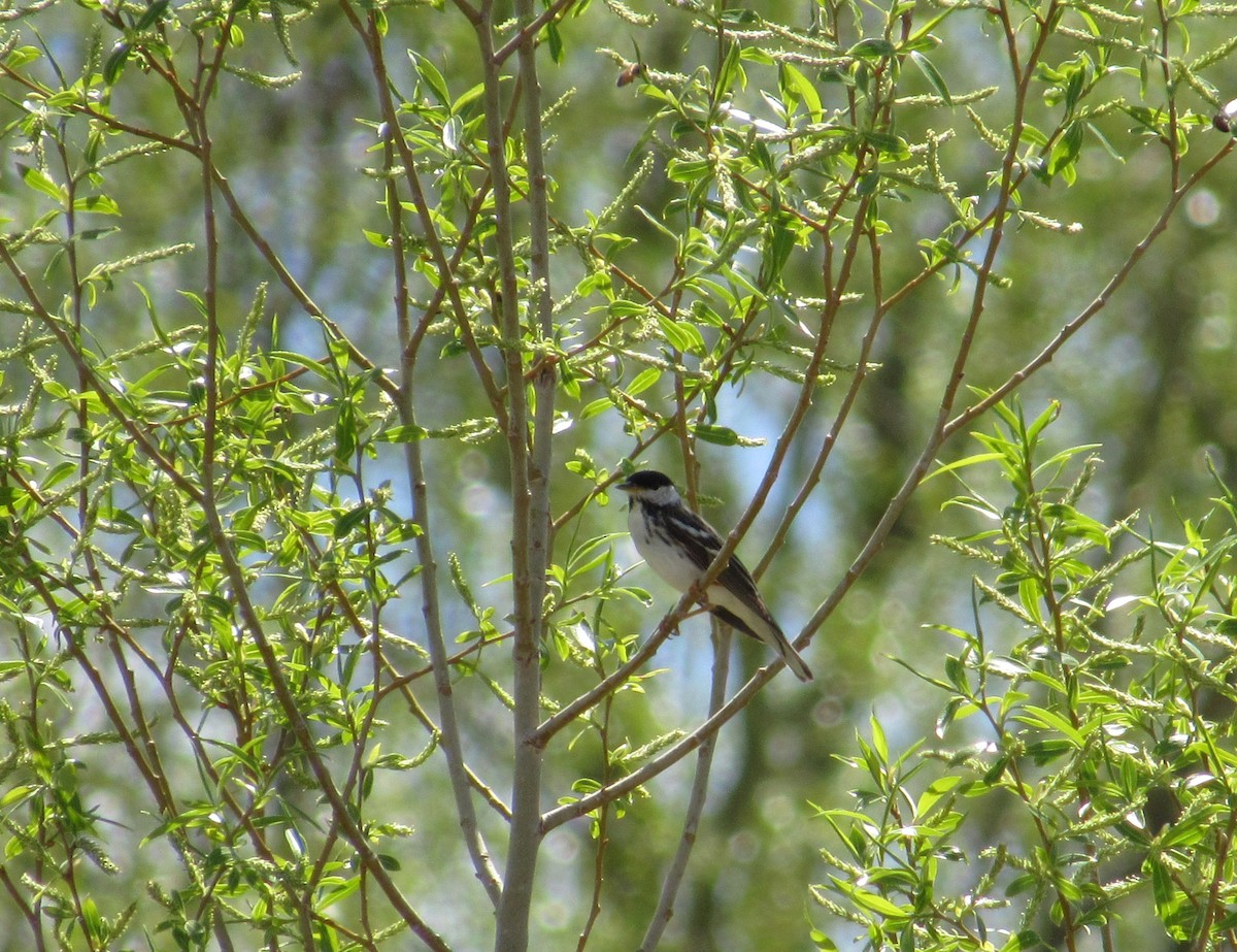 Blackpoll Warbler - ML450073881