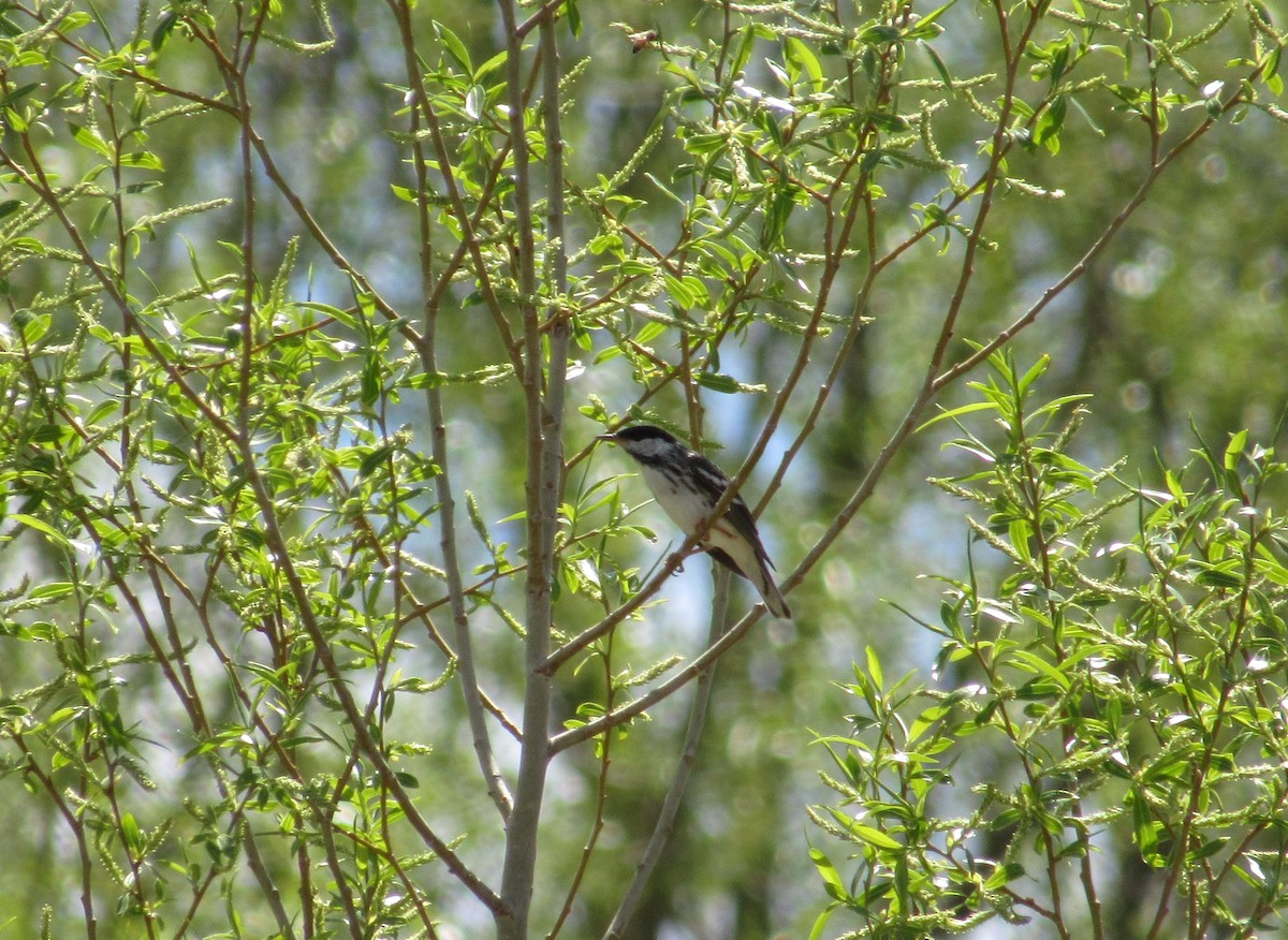Blackpoll Warbler - Austin Young