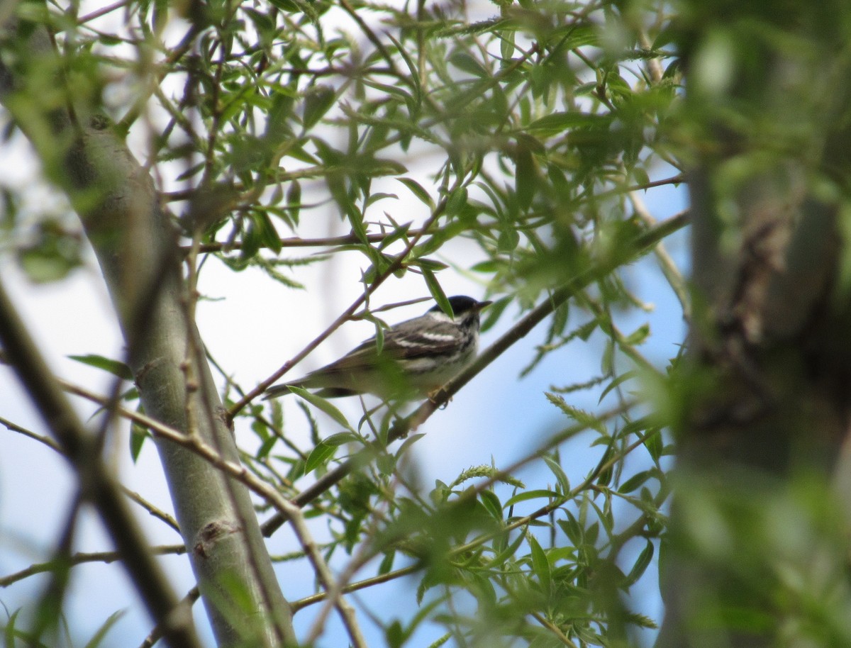 Blackpoll Warbler - ML450073991