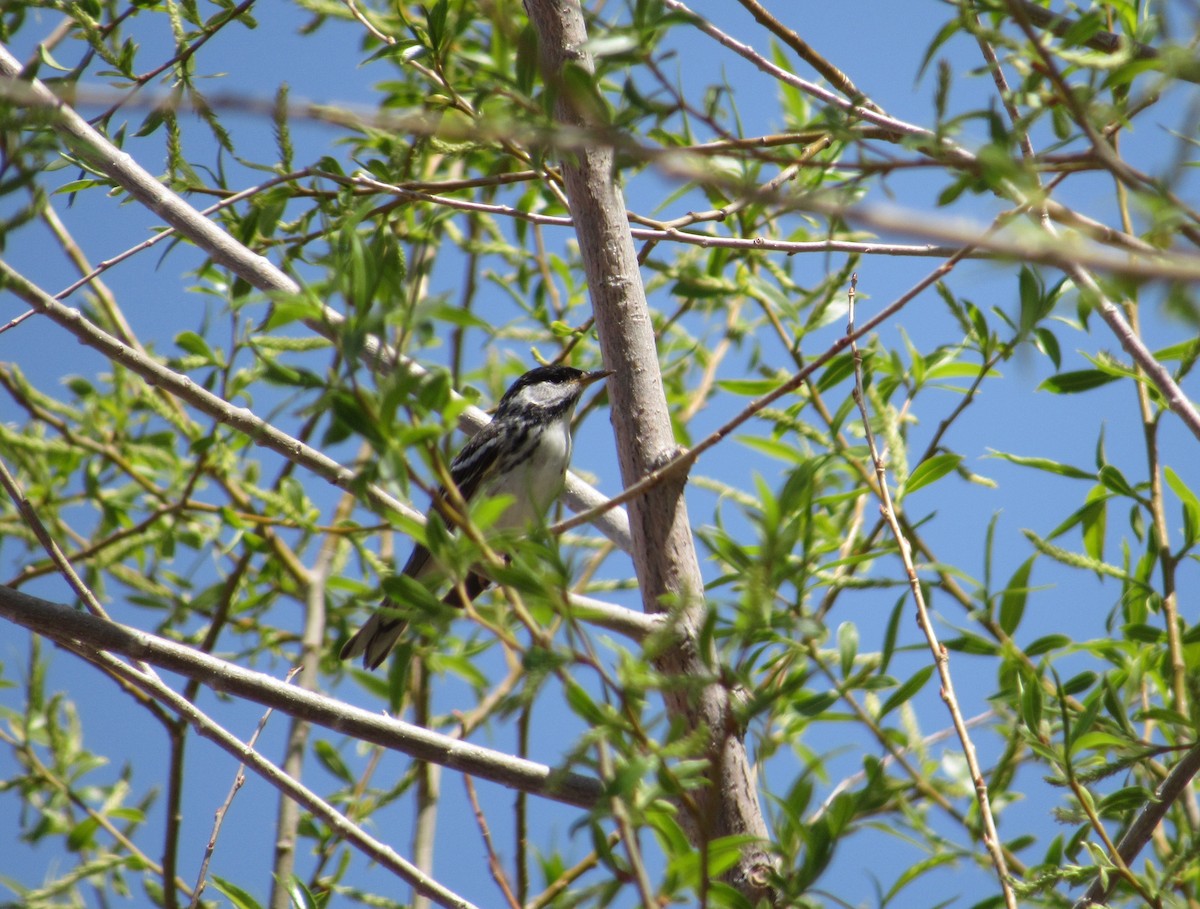 Blackpoll Warbler - ML450074181