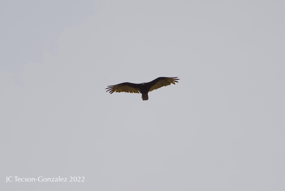 Turkey Vulture - ML450074961