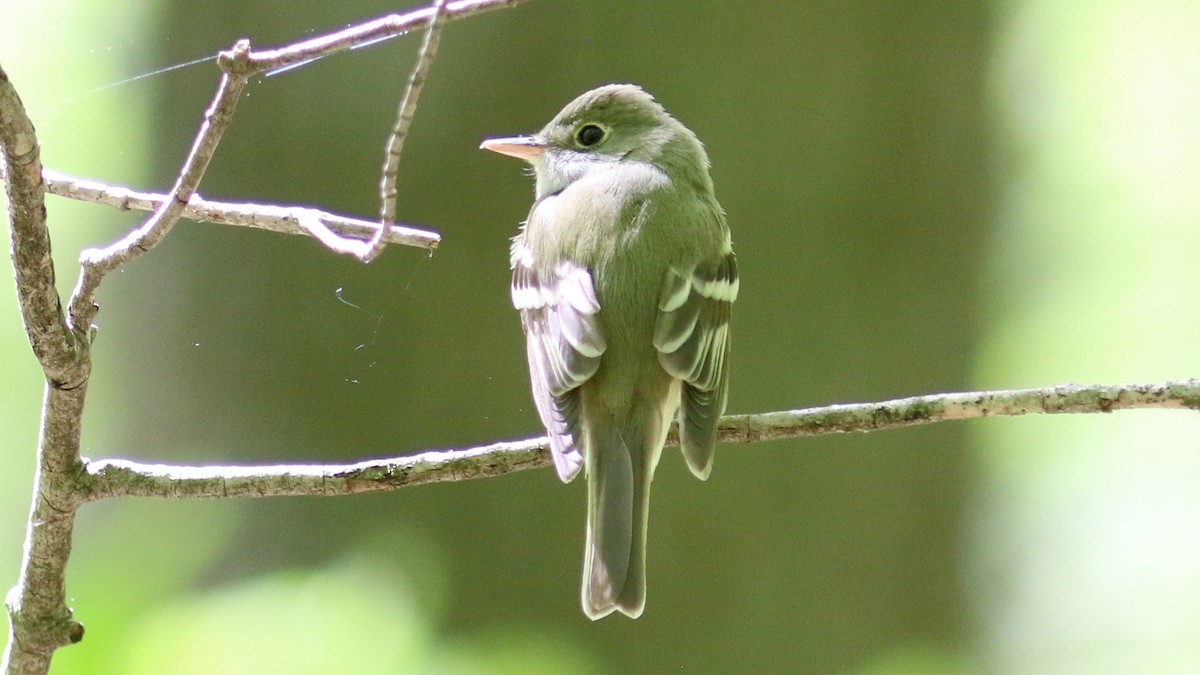 Acadian Flycatcher - ML450075071