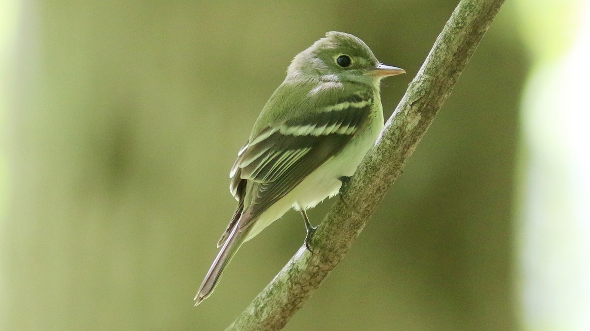 Acadian Flycatcher - ML450075151