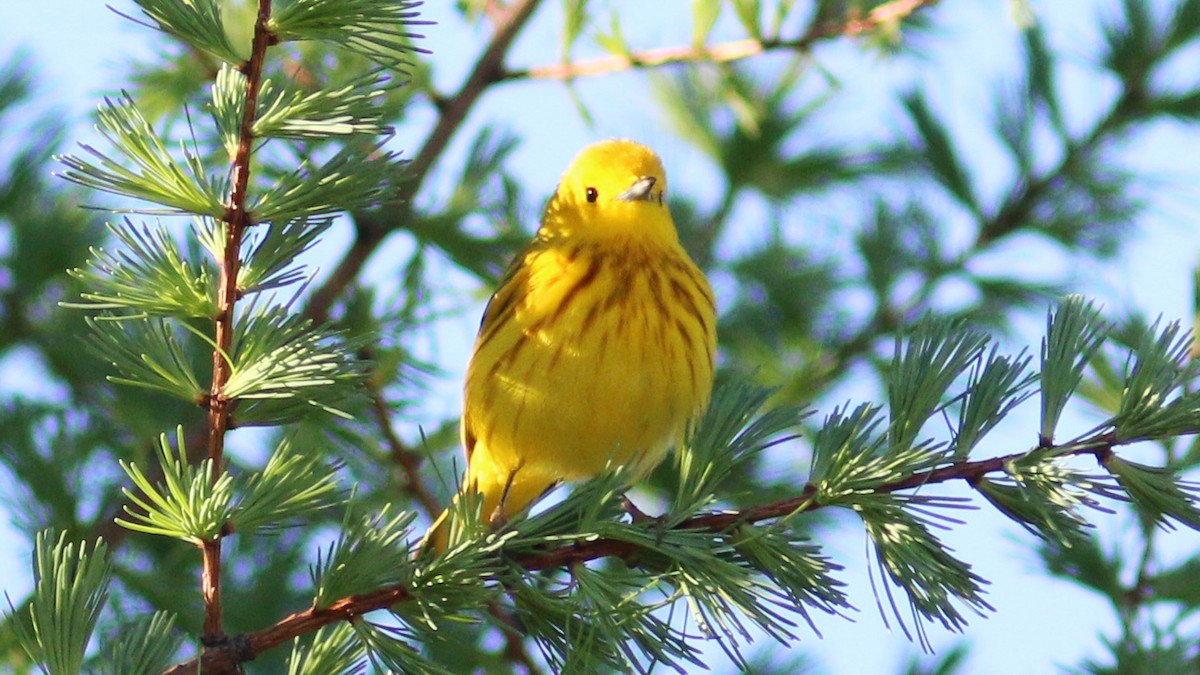 Yellow Warbler - Bob Scheidt