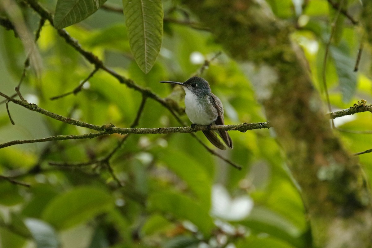kolibřík andský - ML450076891