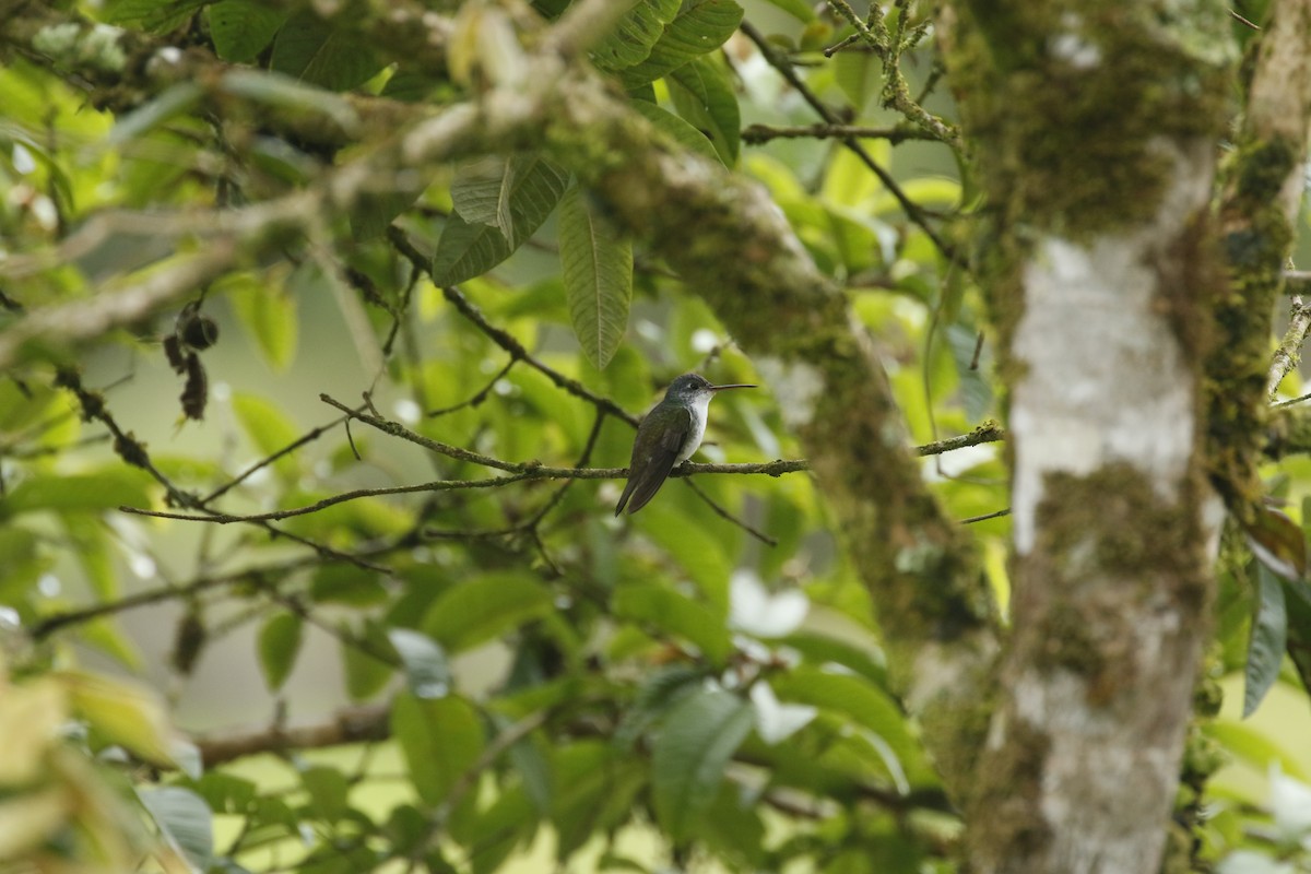 kolibřík andský - ML450076911