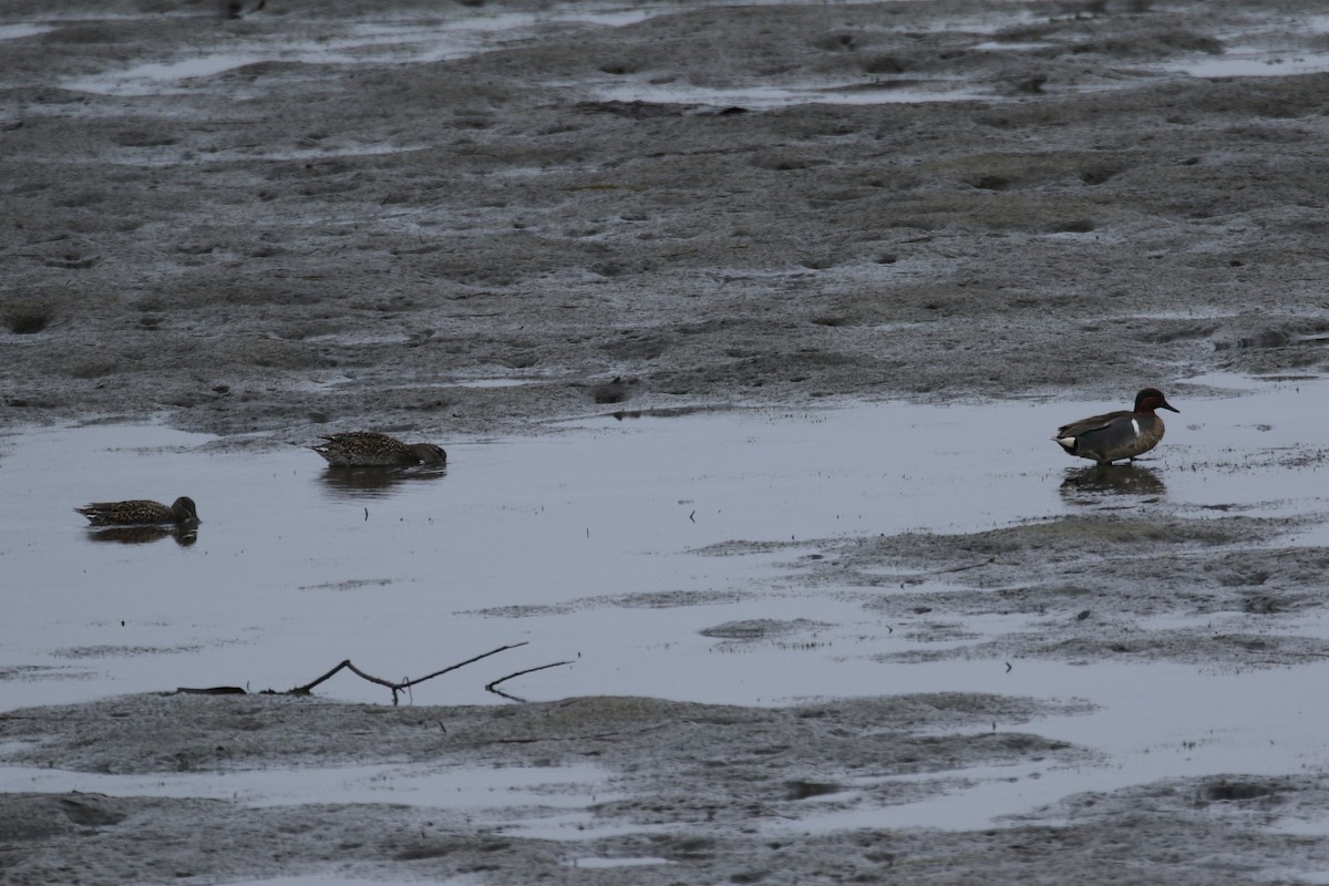 Green-winged Teal - ML450078111