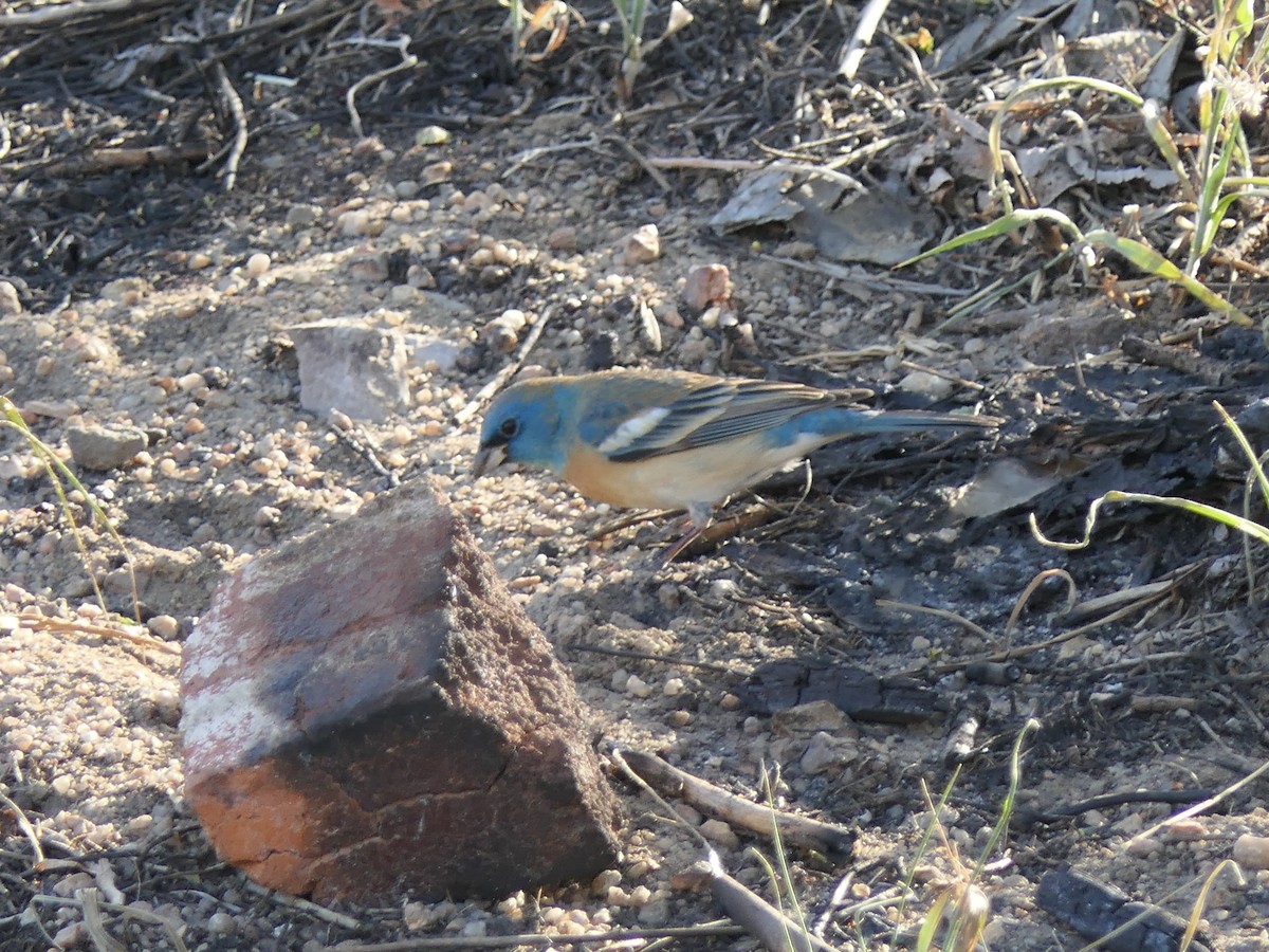 Lazuli Bunting - ML450078911