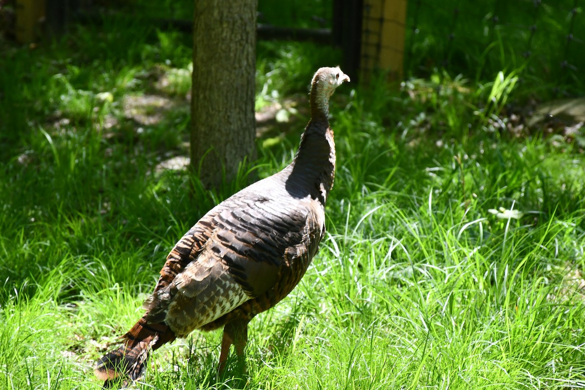 Wild Turkey - ML450080541