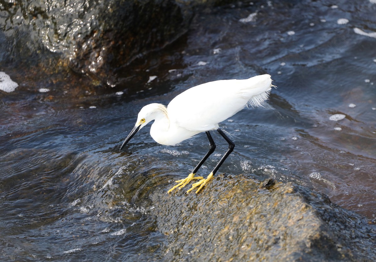 Snowy Egret - ML450080761