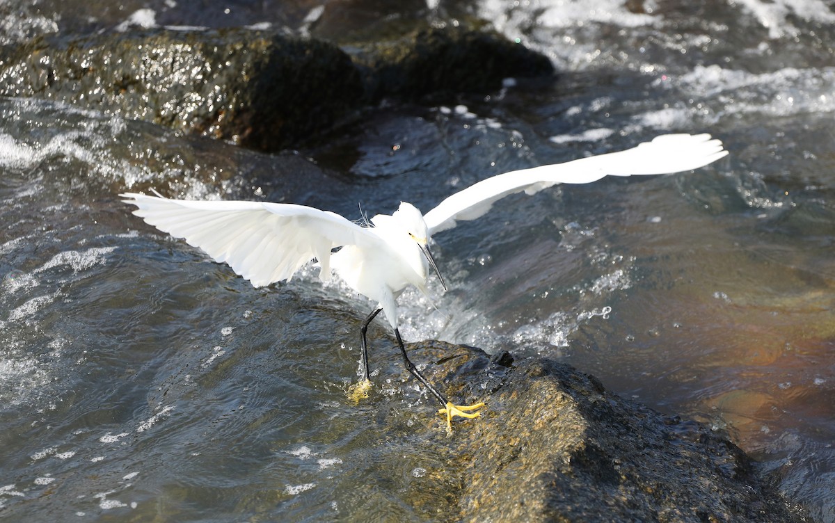 Snowy Egret - ML450080771