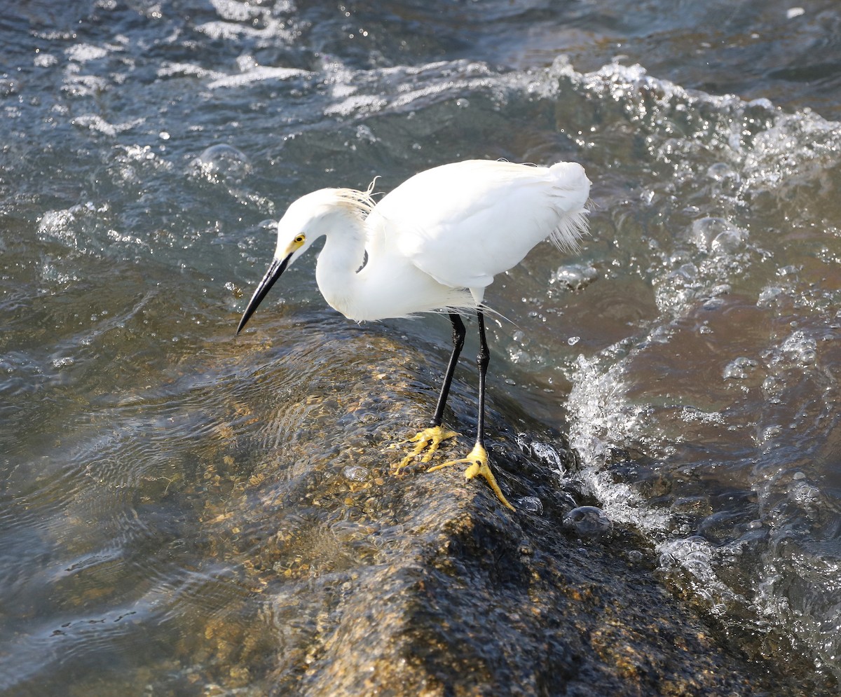 Snowy Egret - ML450080781