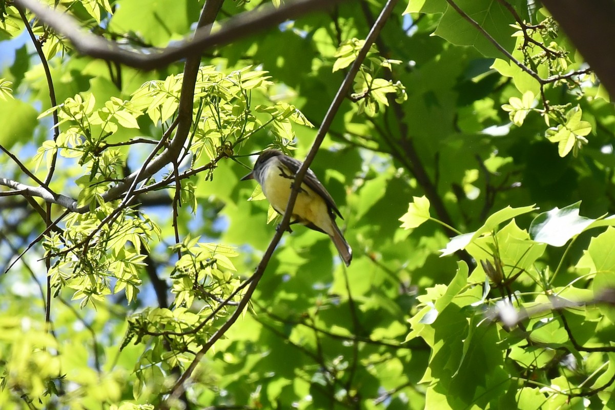 Great Crested Flycatcher - ML450082231