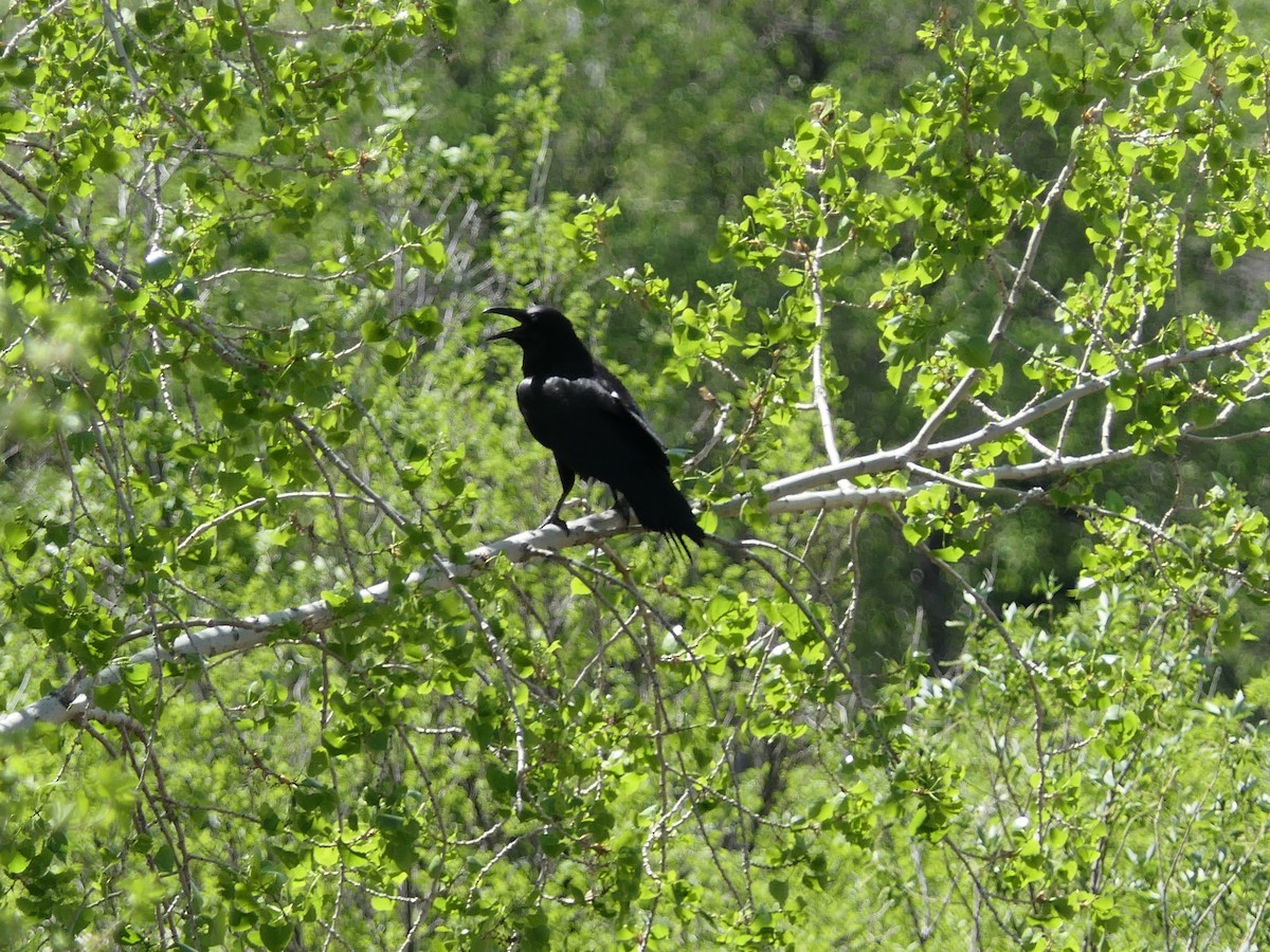 Common Raven - ML450083751