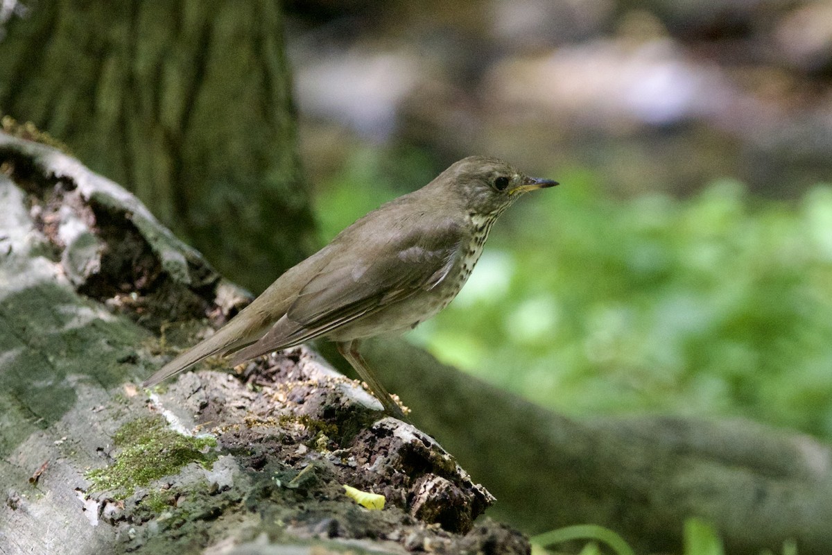 Gray-cheeked Thrush - ML450083941