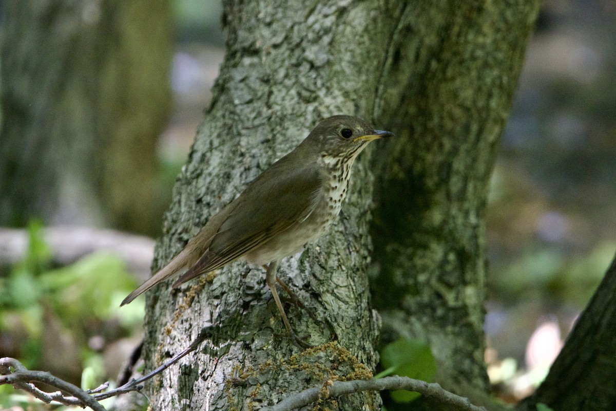Gray-cheeked Thrush - ML450083971