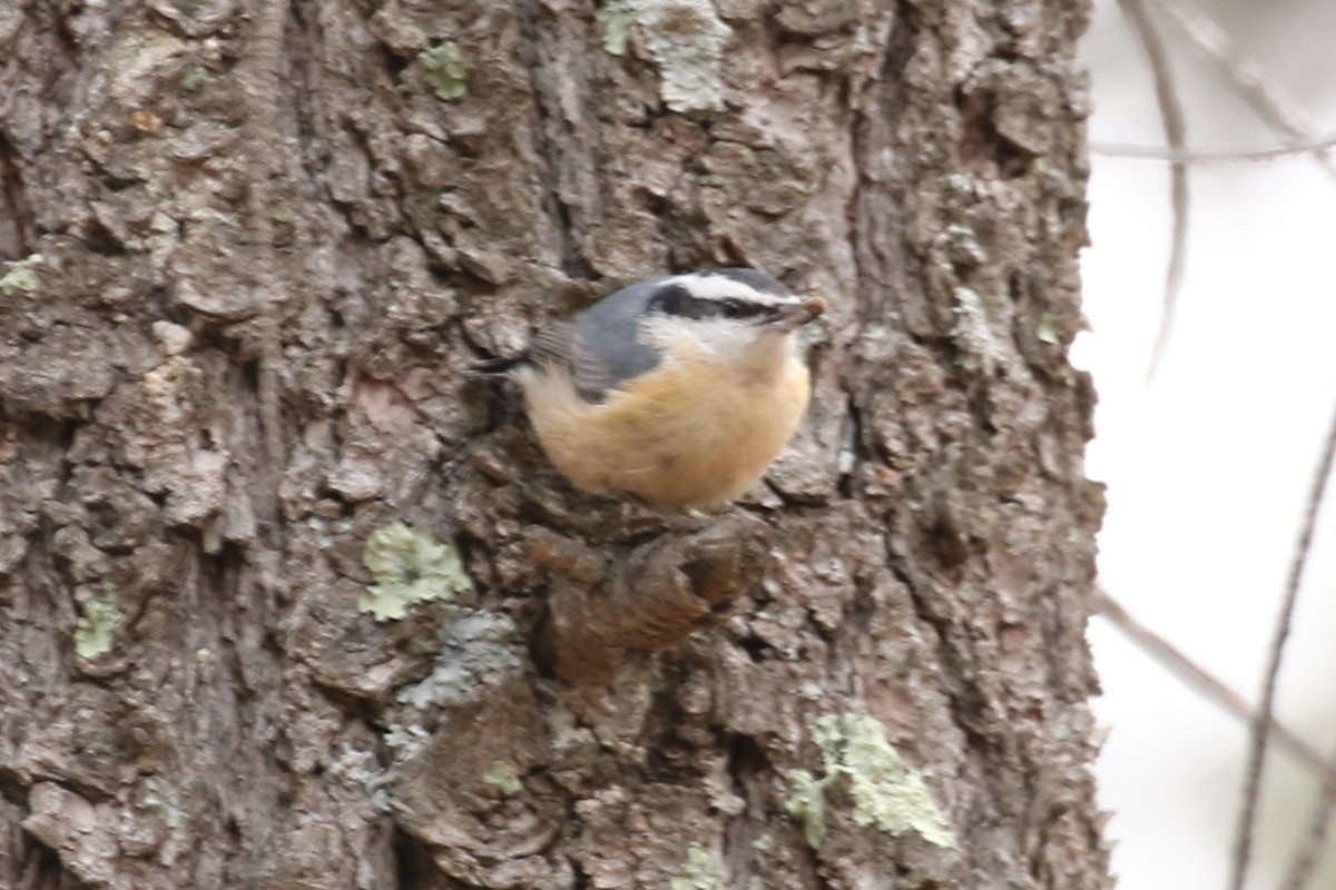 Red-breasted Nuthatch - Bob Friedrichs