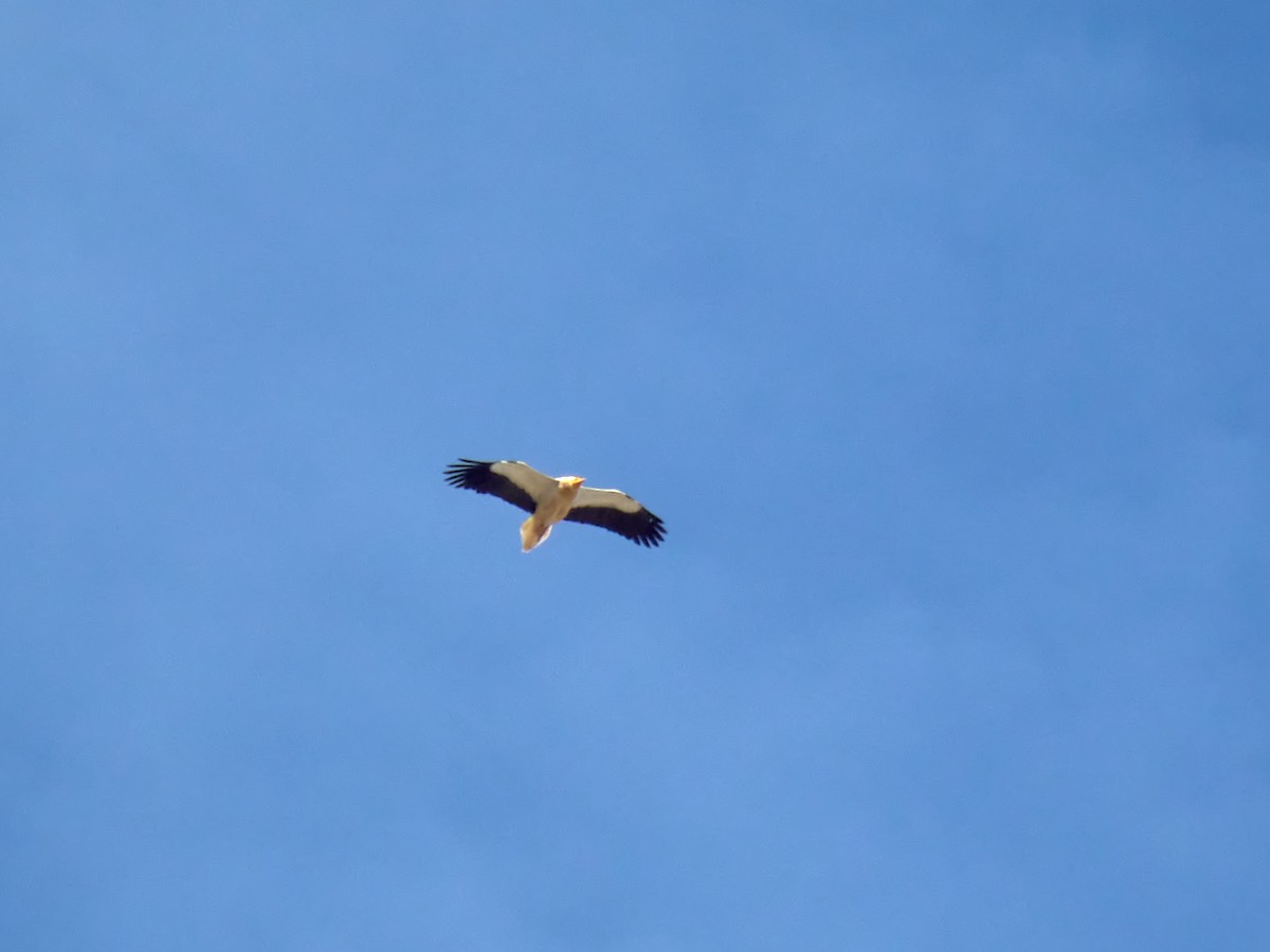 Egyptian Vulture - ML450084831