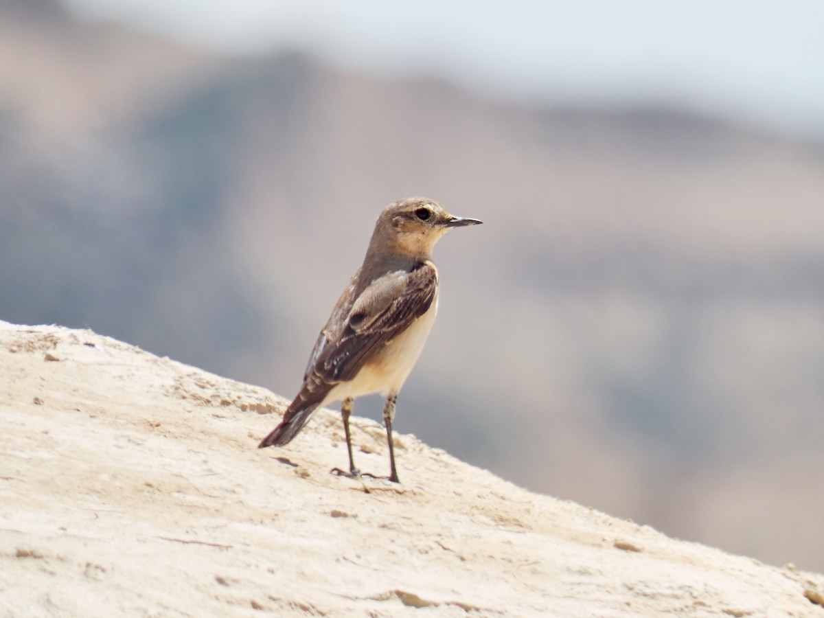 Northern Wheatear - ML450085271