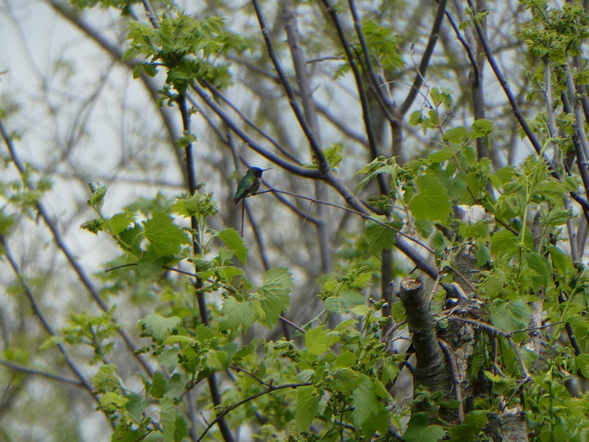 Ruby-throated Hummingbird - ML450085761